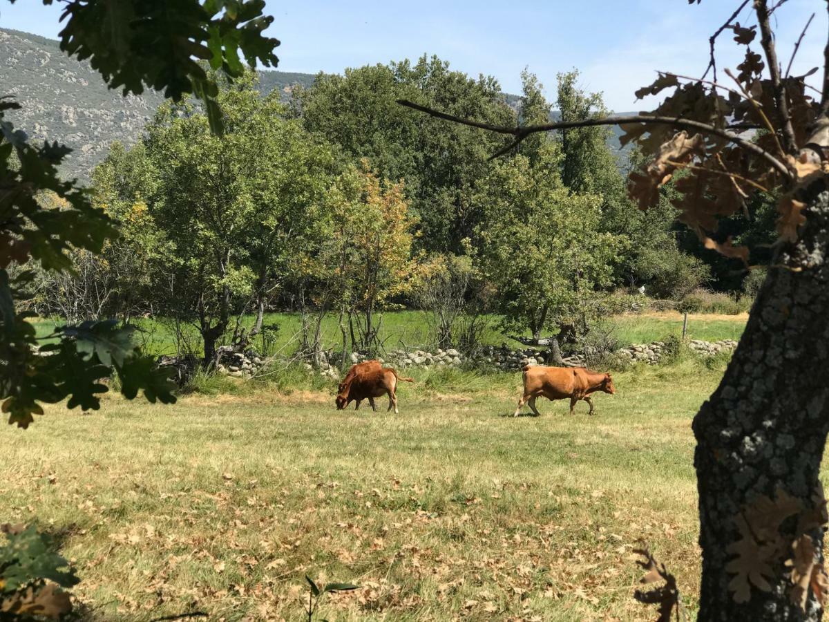Casa Sierra De Gredos Guest House Navasequilla Ngoại thất bức ảnh
